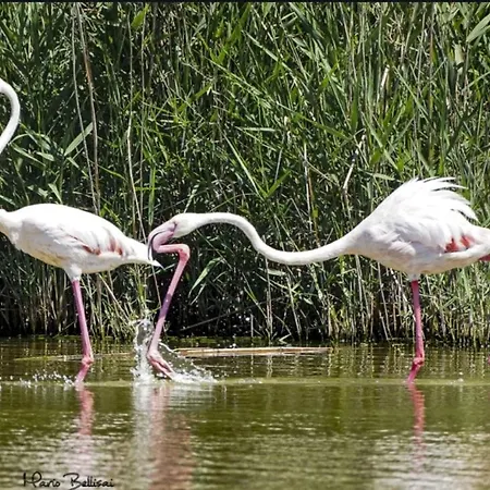 Quartu Sant' Elena Casa Stella Marina 콰르투 산텔레나