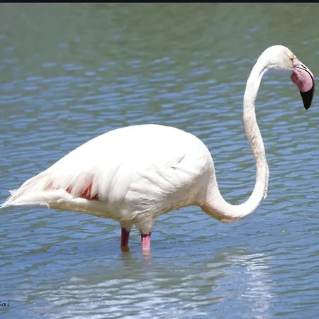 Quartu Sant' Elena Casa Stella Marina 펜션 콰르투 산텔레나