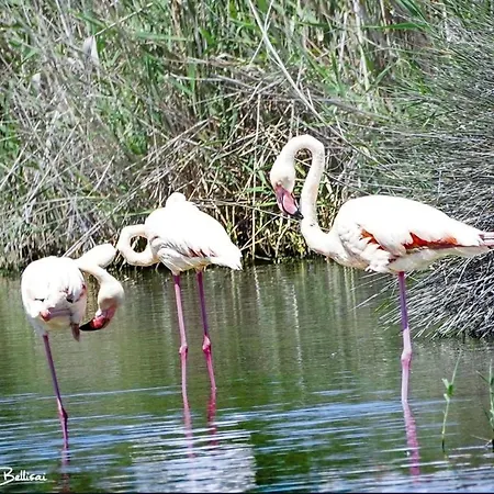 Quartu Sant' Elena Casa Stella Marina 度假居